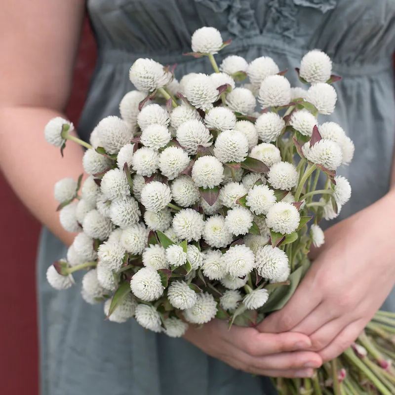 🤩New Arrival💐Gomphrena Globosa Seeds