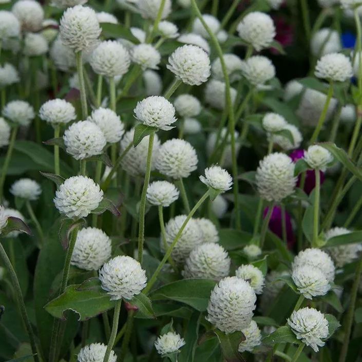 🤩New Arrival💐Gomphrena Globosa Seeds