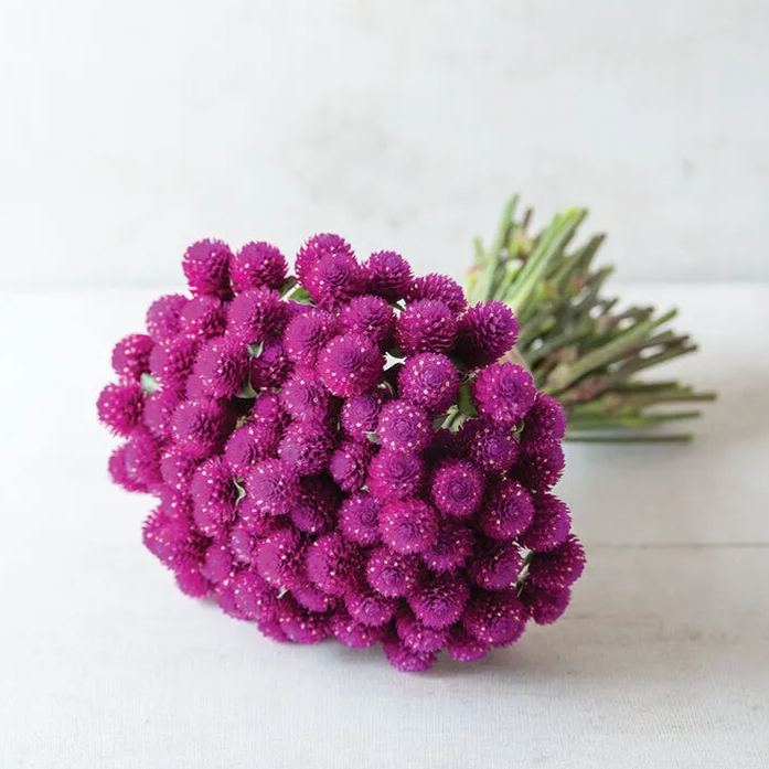 🤩New Arrival💐Gomphrena Globosa Seeds