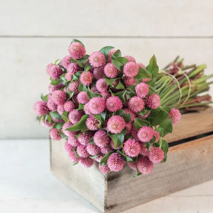 🤩New Arrival💐Gomphrena Globosa Seeds