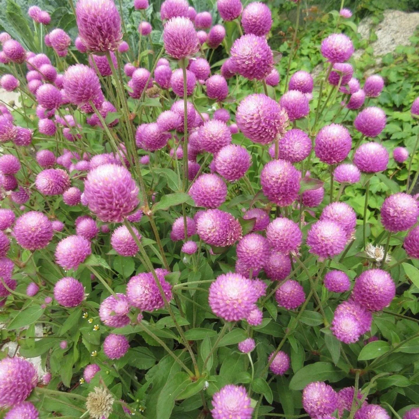 🤩New Arrival💐Gomphrena Globosa Seeds