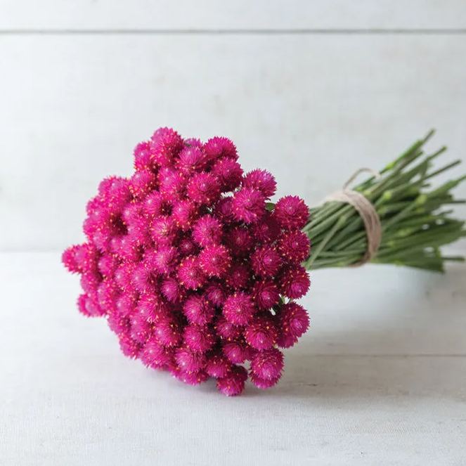 🤩New Arrival💐Gomphrena Globosa Seeds