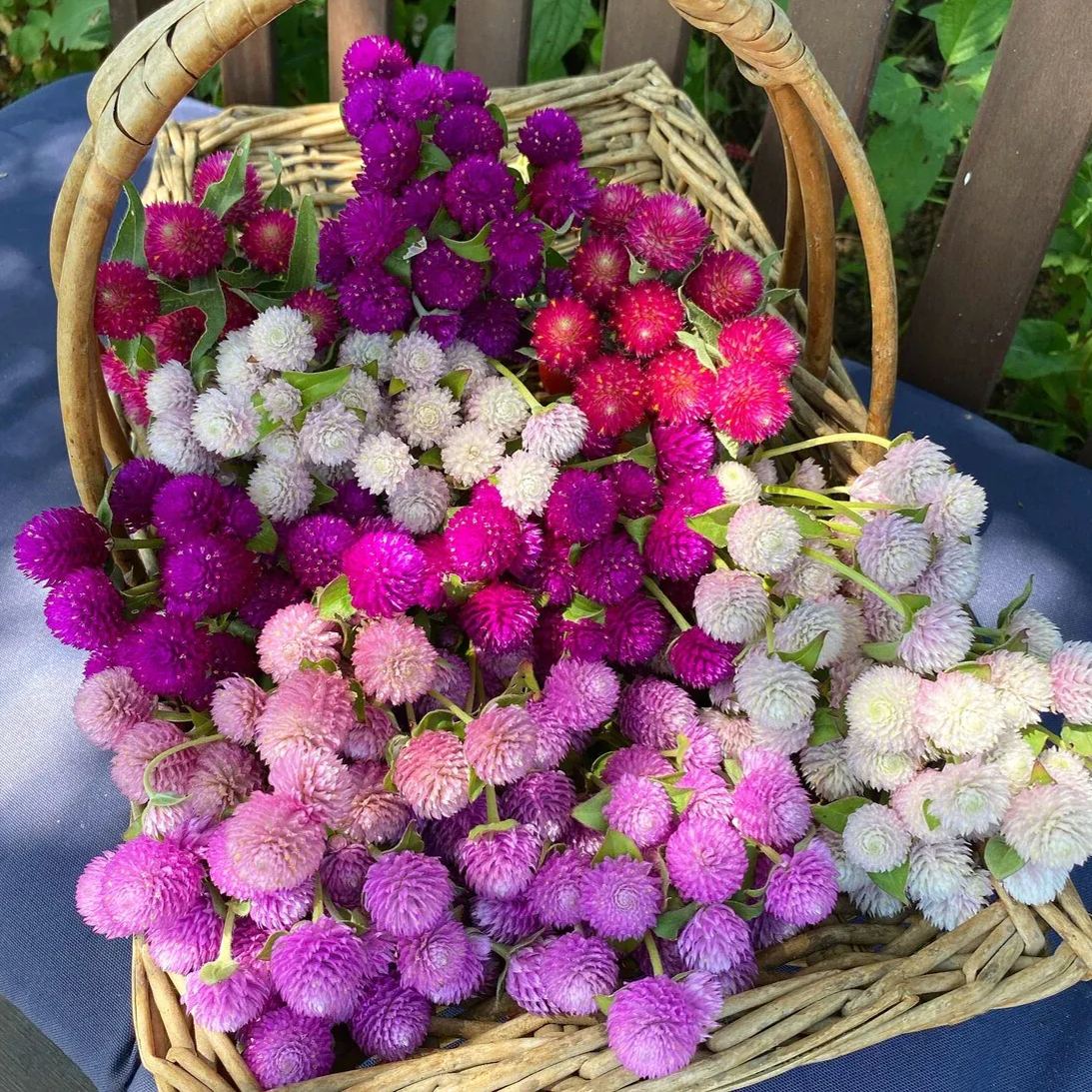 🤩New Arrival💐Gomphrena Globosa Seeds