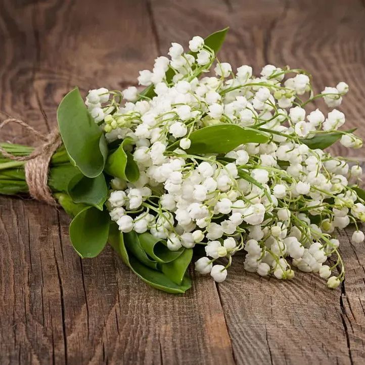 https://img-va.myshopline.com/image/store/1689135872829/-17090938687379.png?w=1024&h=722
