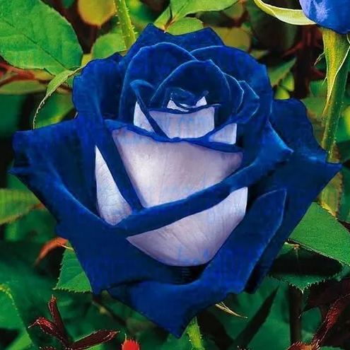 50 Pcs Black Rose Flower Colorful Rose Petals Plant Seeds for Home Garden