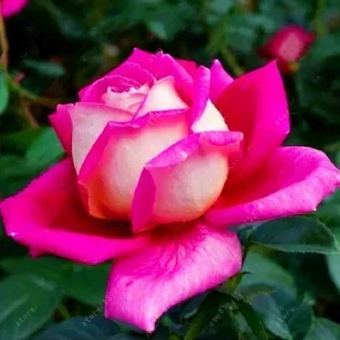 50 Pcs Black Rose Flower Colorful Rose Petals Plant Seeds for Home Garden