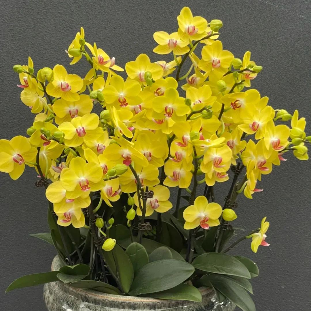 🔥2024 New🦋Phalaenopsis Orchid Flower Seeds