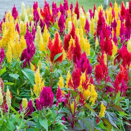 ✨Hot Selling🤩Mixed Pampas Plume Celosia Seeds