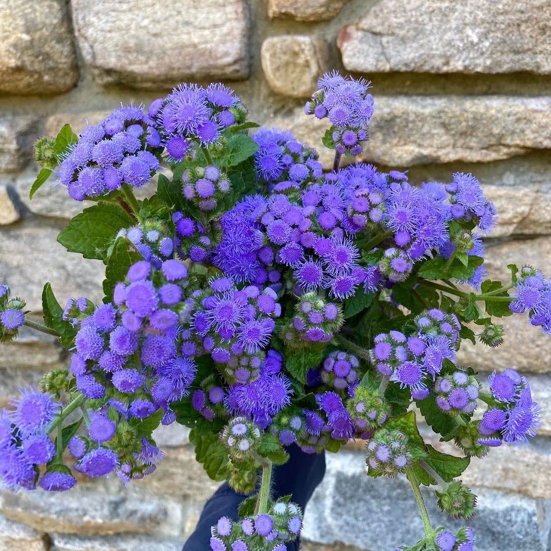 🎈New Arrival✨Ageratum Seeds
