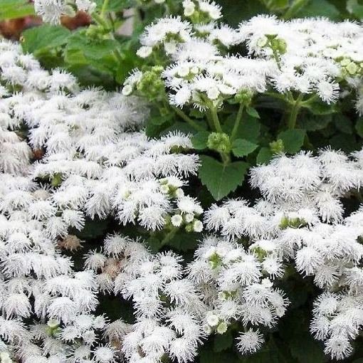🎈New Arrival✨Ageratum Seeds