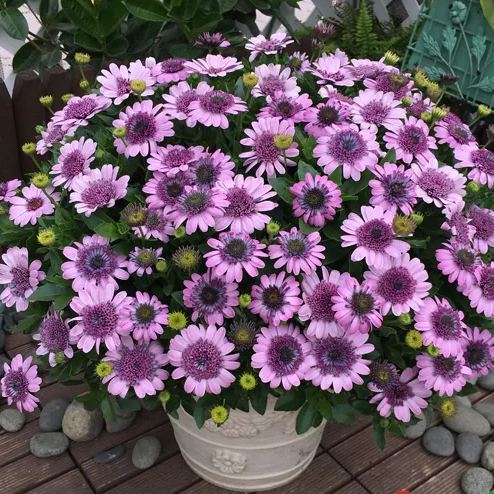40% OFF💥🔥Blue eye chrysanthemum seeds