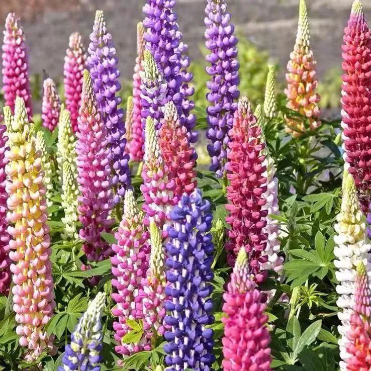 ✨54% OFF🌈Lupine flower seeds