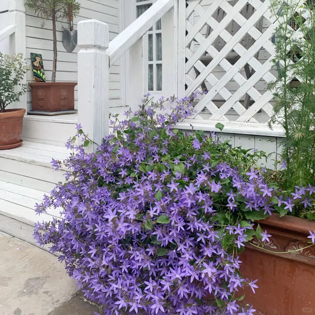 🩵✨Blue Waterfall Bellflower Seeds