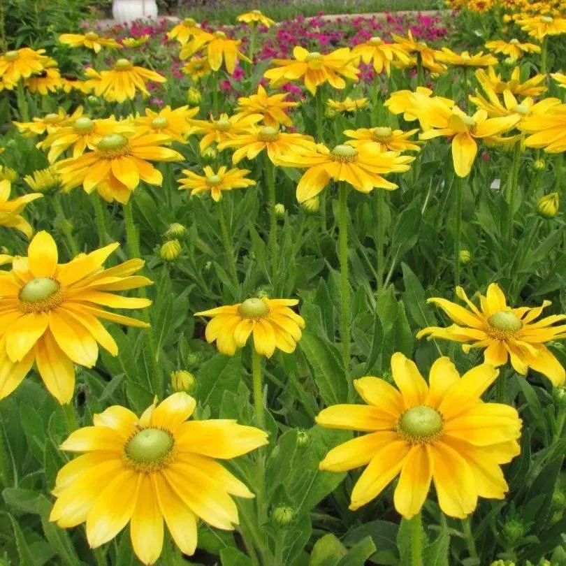 ☀️Multicolor Rudbeckia Seeds Mix Coneflower Seed 