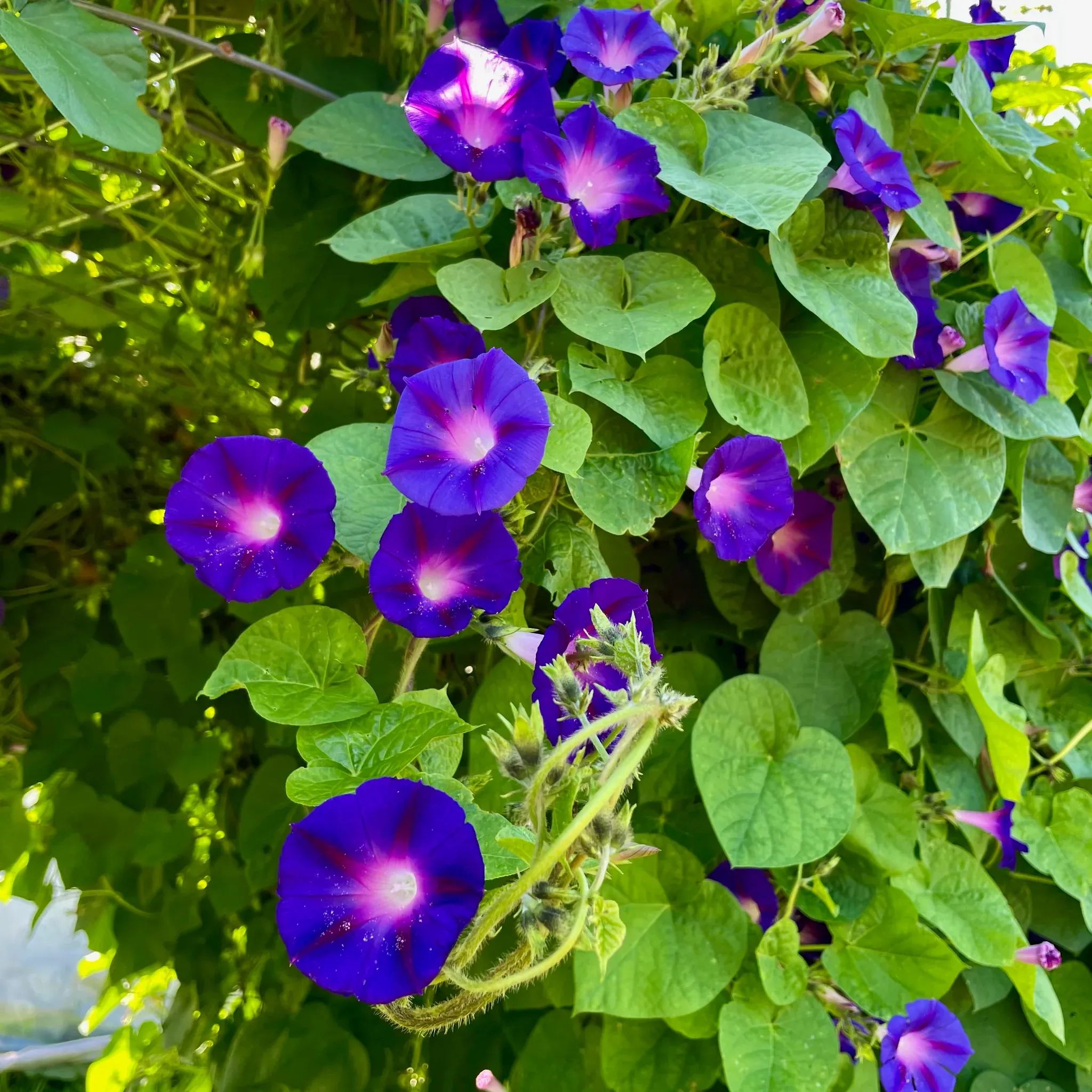 💜🌞Grandpa Ott Morning Glory Seeds