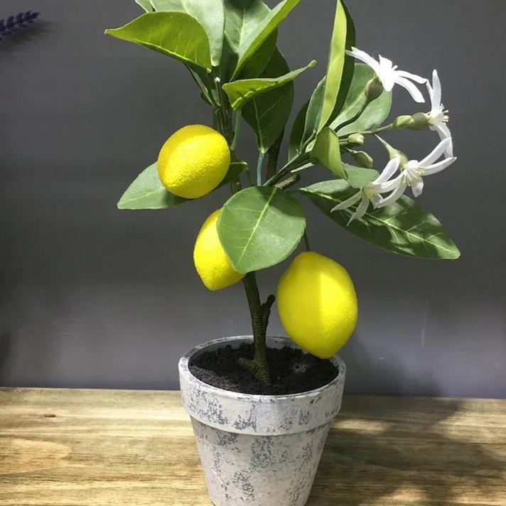 Bonsai Fruit Seed Balcony Garden