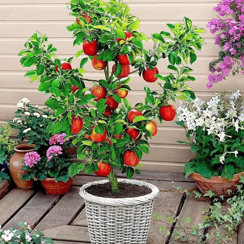 Bonsai Fruit Seed Balcony Garden