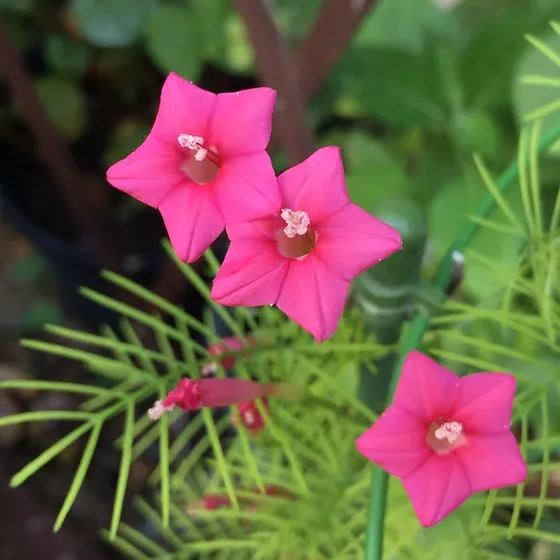 🤩🌟Cypress Vine Mix Morning Glory Seeds