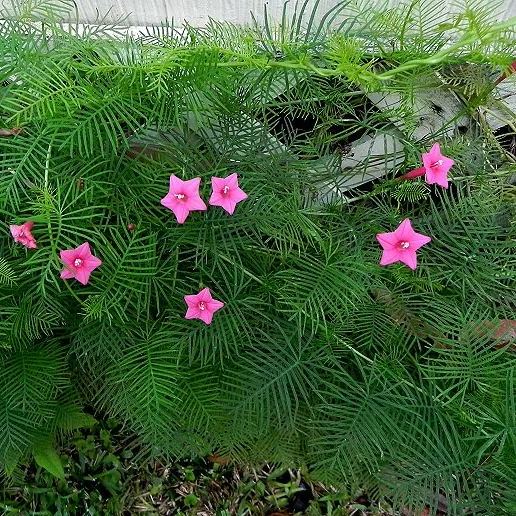 🤩🌟Cypress Vine Mix Morning Glory Seeds