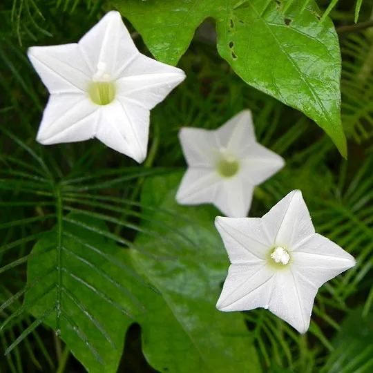 🤩🌟Cypress Vine Mix Morning Glory Seeds