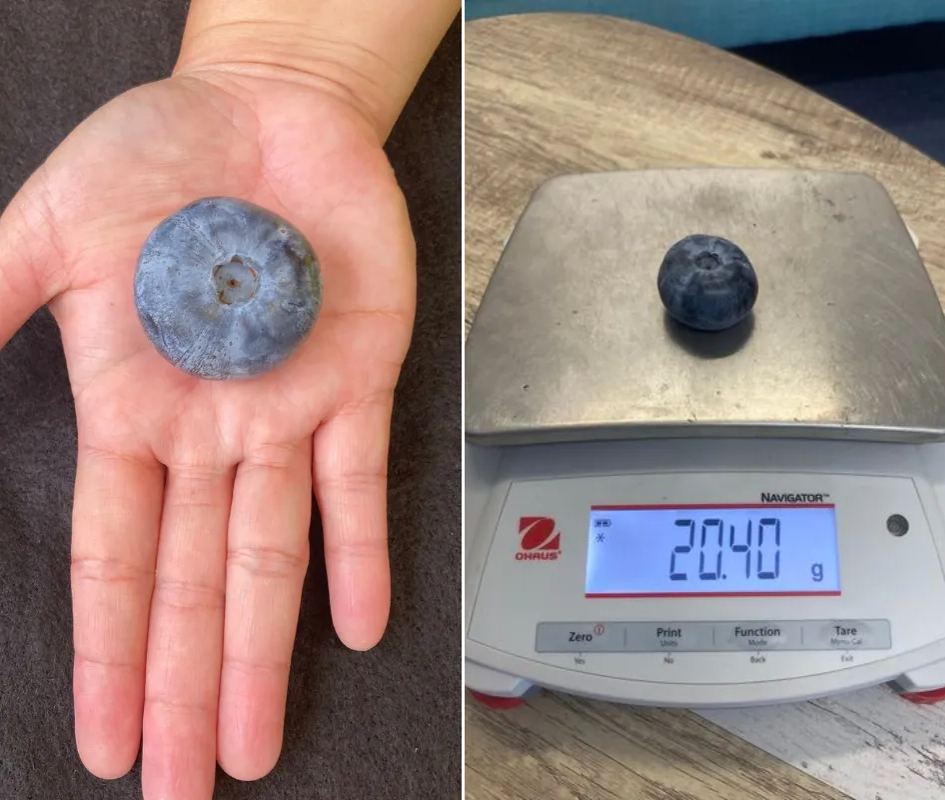 🫐Rare Giant Blueberry Seeds💙