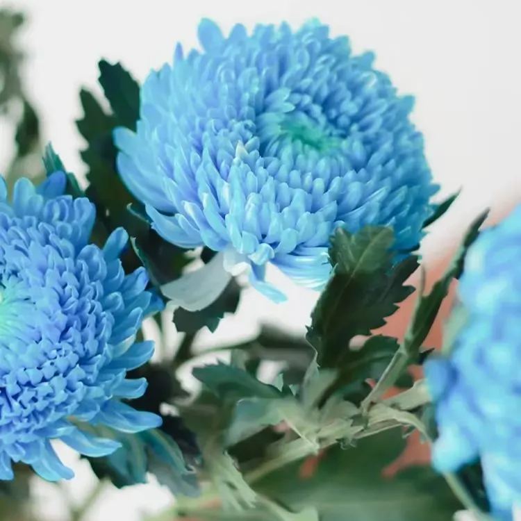 Blue Chrysanthemum Marigold Flower Seeds