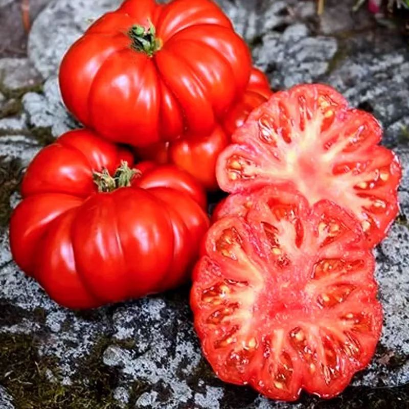 🤩🍅Classic Beefsteak Tomato Seeds