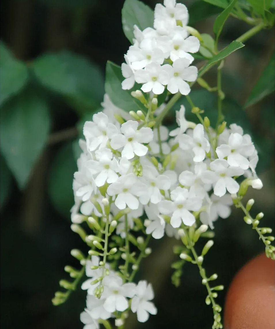 Lace Gold Dew Flower Seeds💜