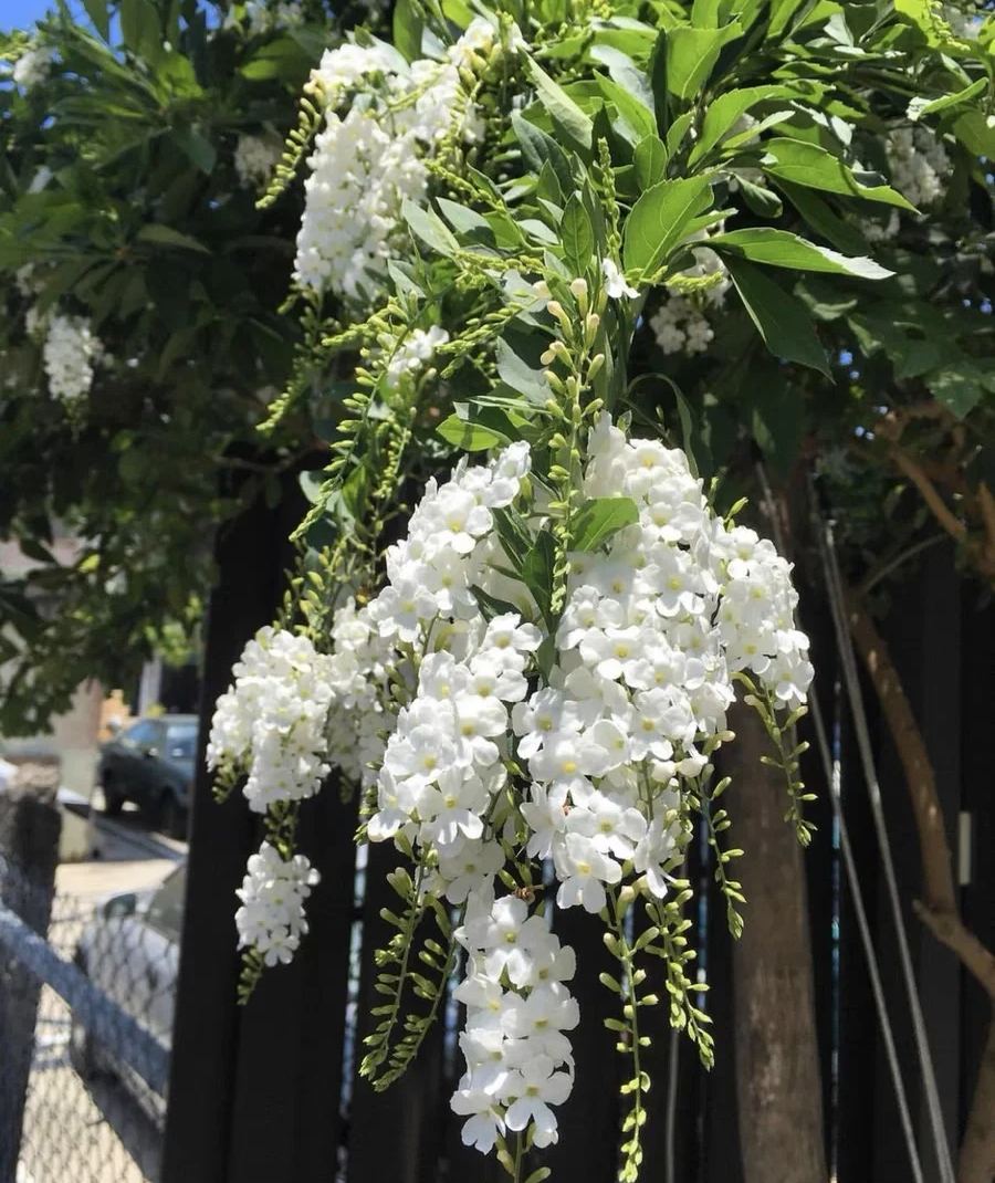 Lace Gold Dew Flower Seeds💜