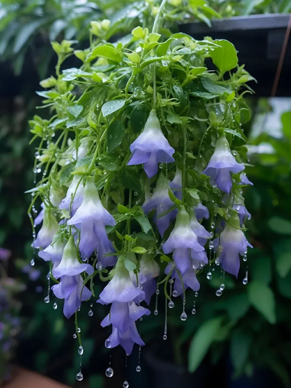 ✨Rare Breed-Draping Silk Begonia Seeds🌷