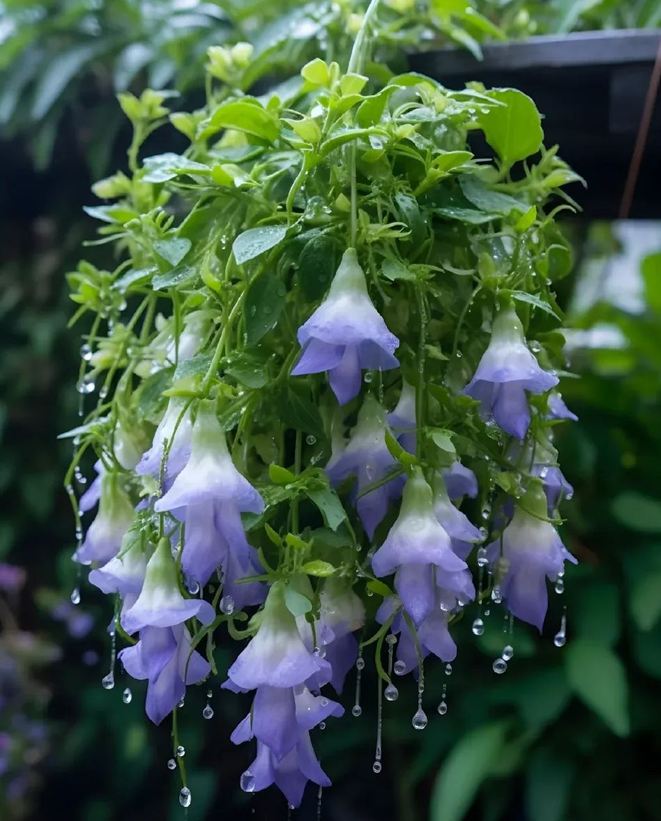 ✨Rare Breed-Draping Silk Begonia Seeds🌷