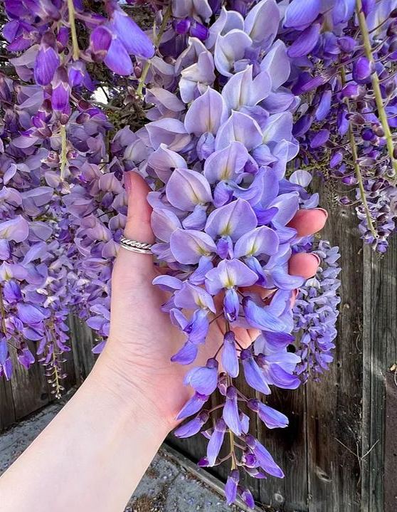 Wisteria Seeds - Purple