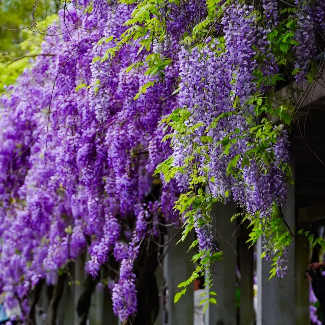 Wisteria Seeds - Purple