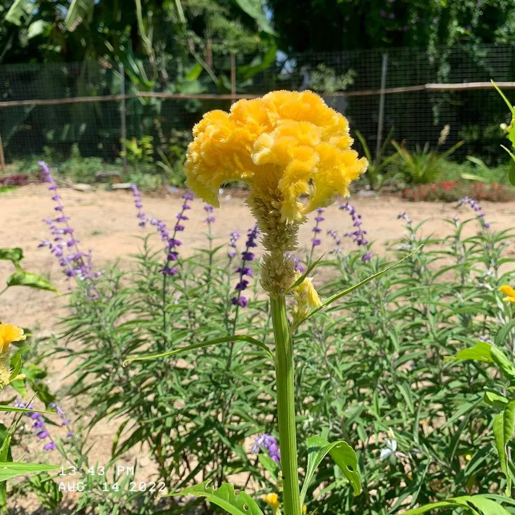 Celosia Flower Seeds