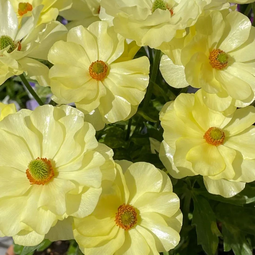 Butterfly Ranunculus seeds