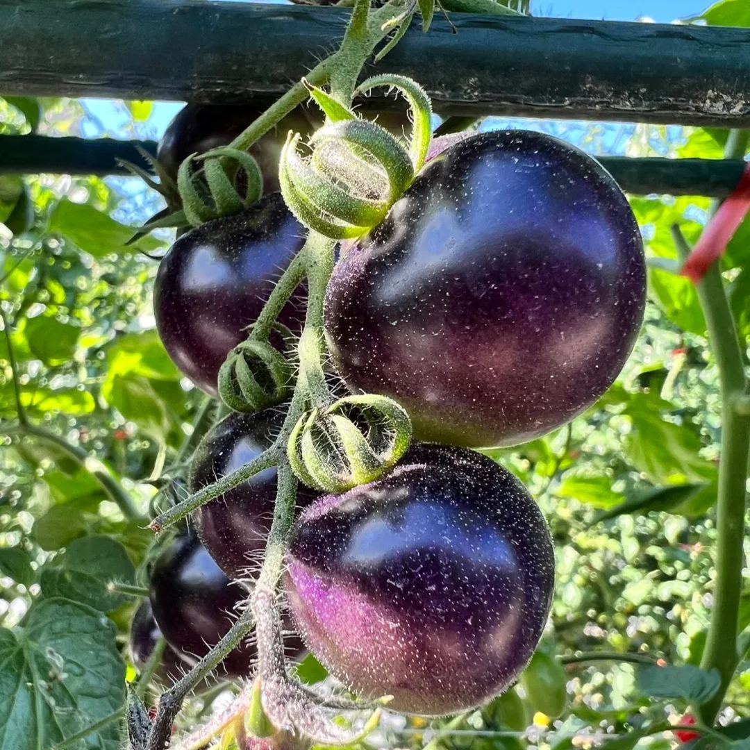Black Rose Tomato Seed🔮