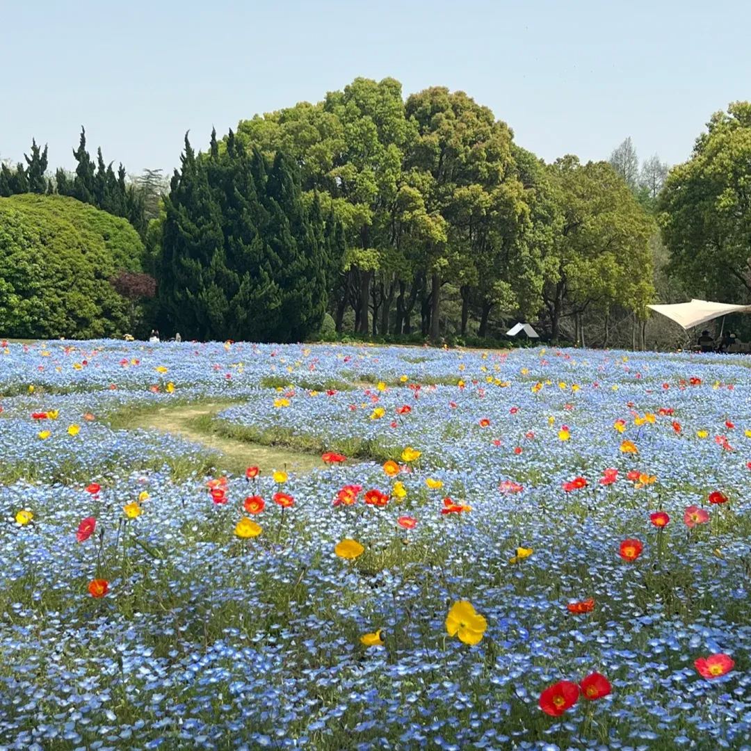 🌙Crawling Blue Eyes Xilinensis Seeds