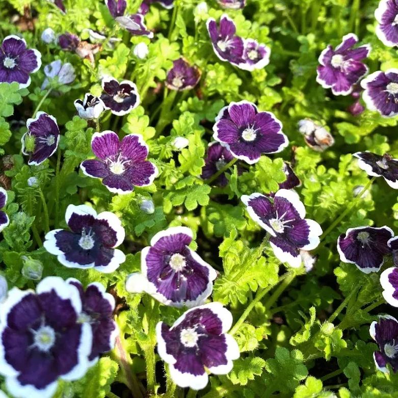 🌙Crawling Blue Eyes Xilinensis Seeds