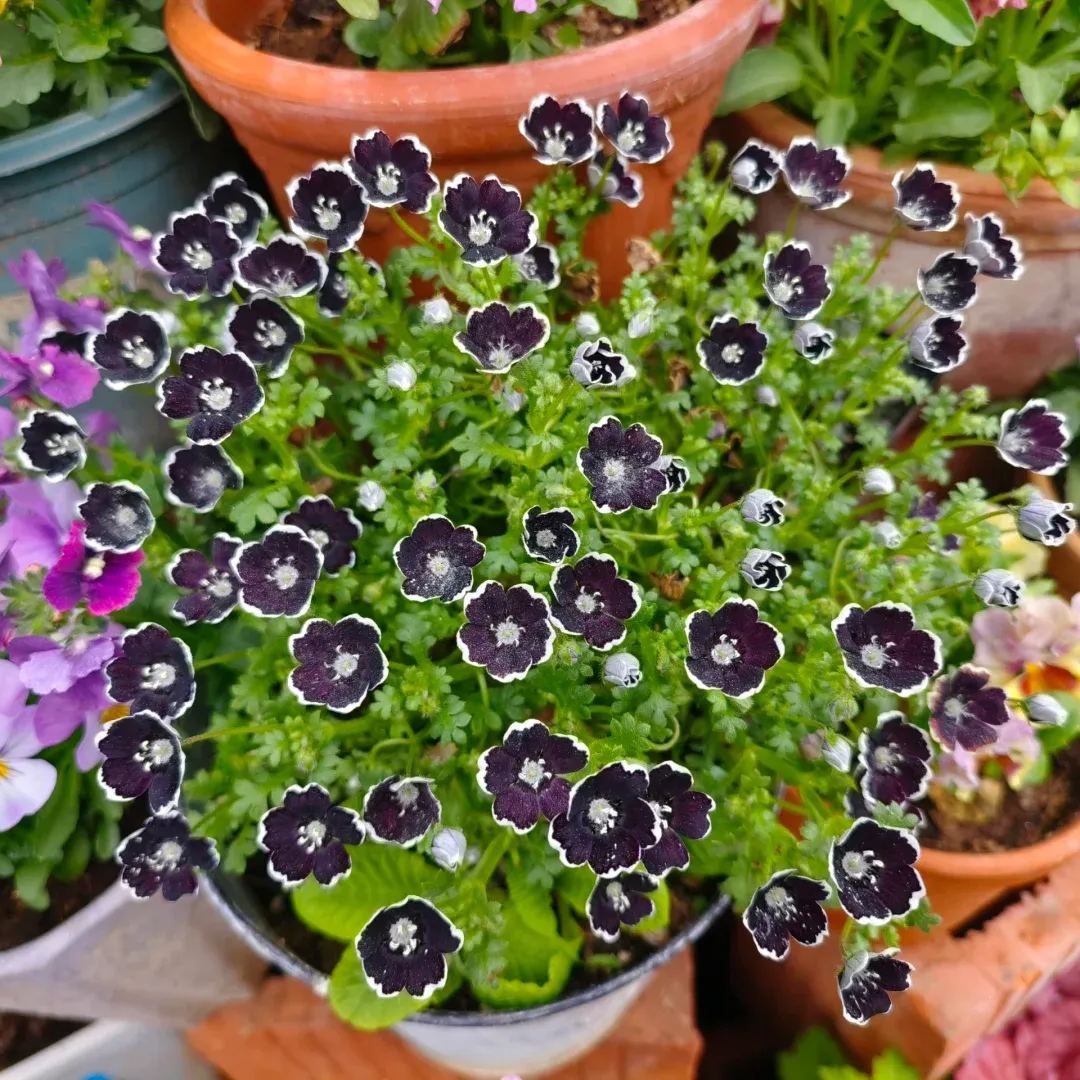 🌙Crawling Blue Eyes Xilinensis Seeds