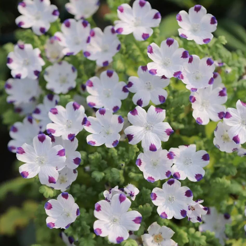 🌙Crawling Blue Eyes Xilinensis Seeds