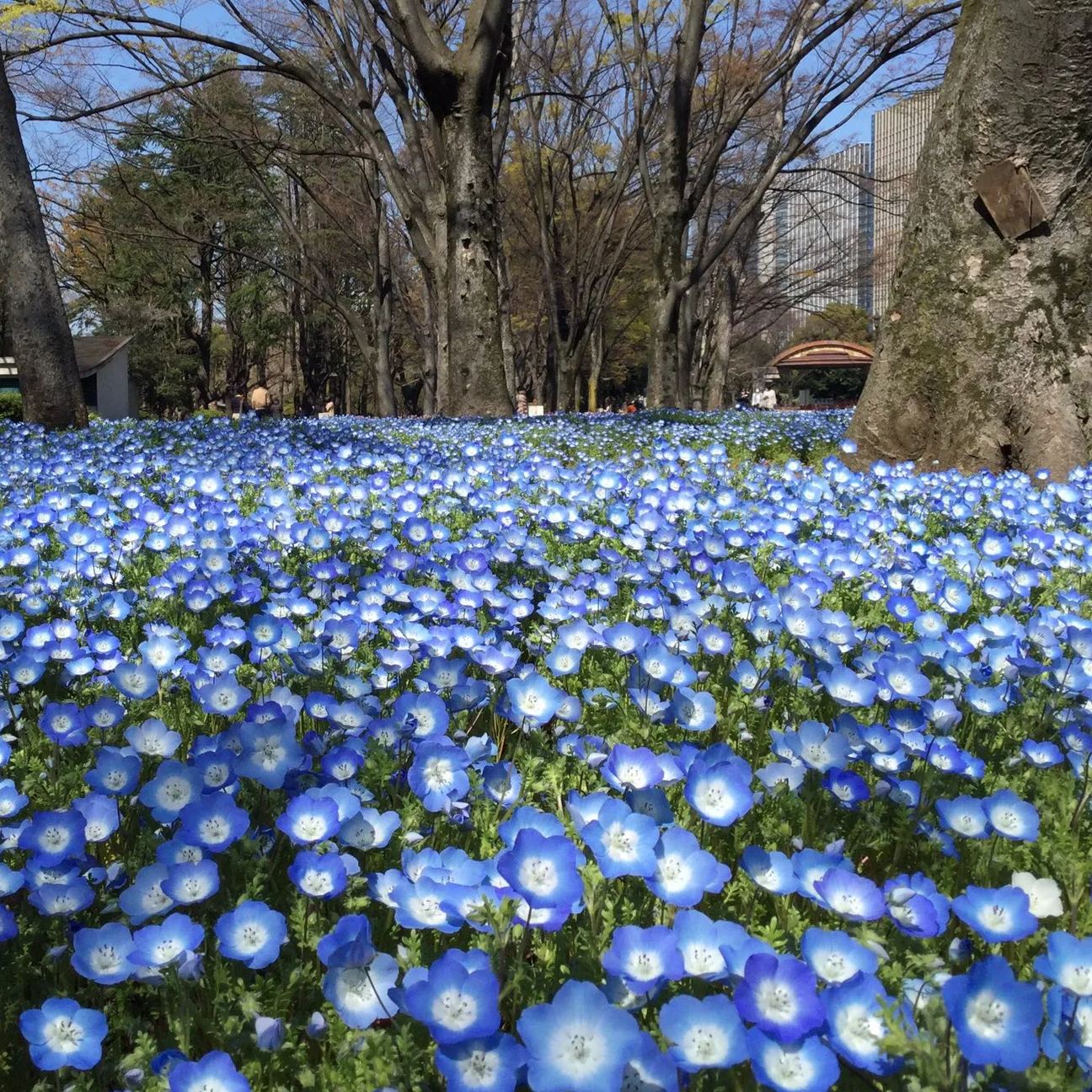 🌙Crawling Blue Eyes Xilinensis Seeds