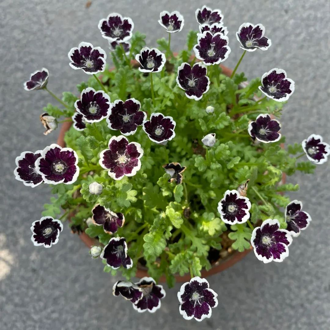 🌙Crawling Blue Eyes Xilinensis Seeds