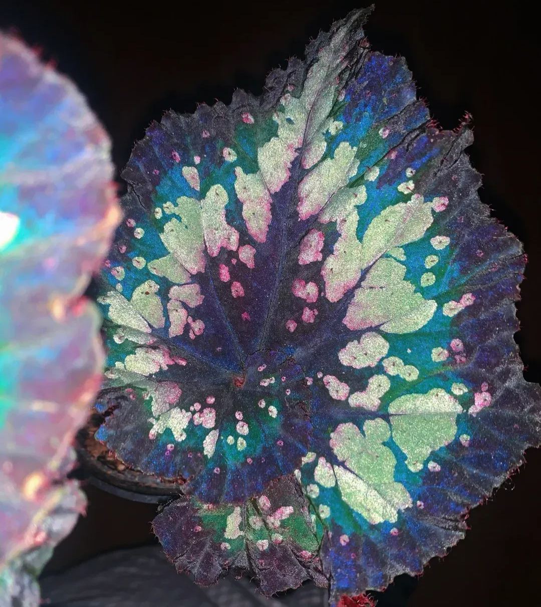 Christmas Carnival Begonia Seeds