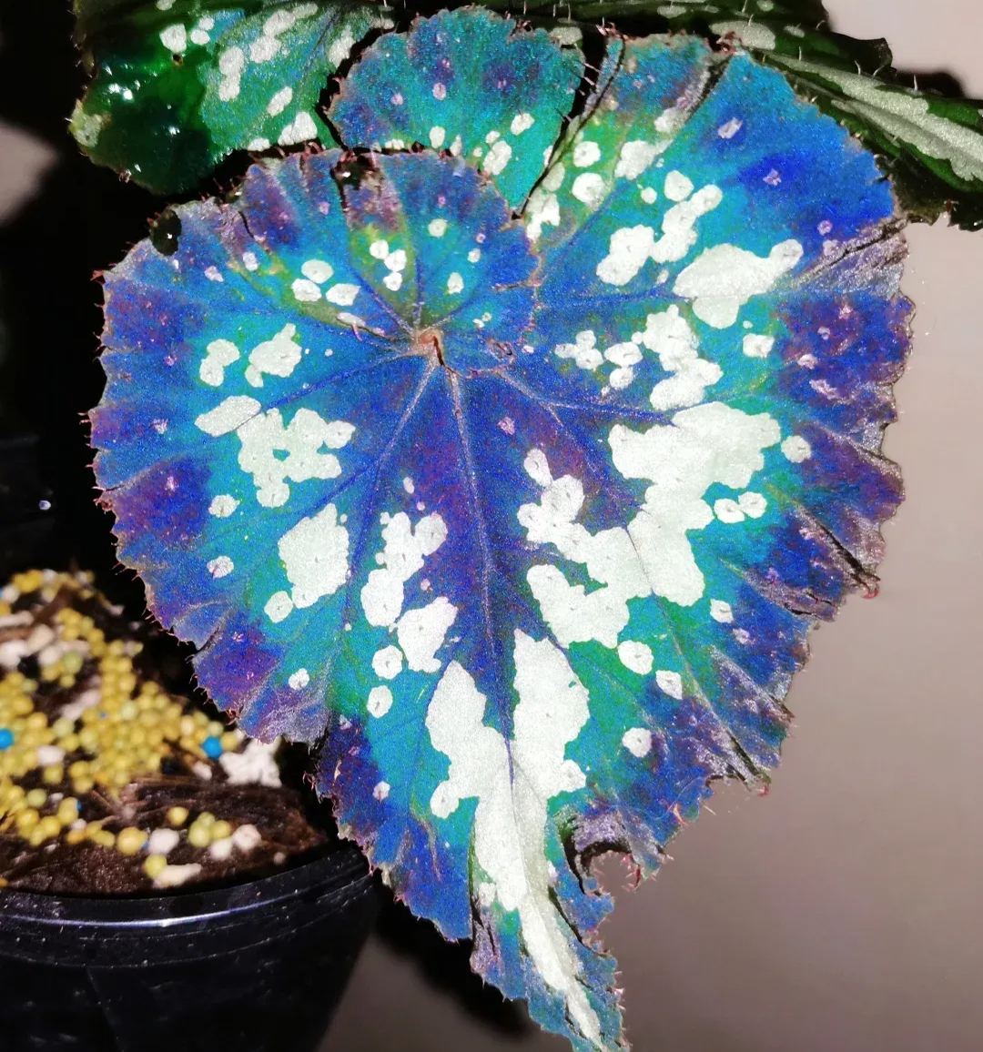 Christmas Carnival Begonia Seeds