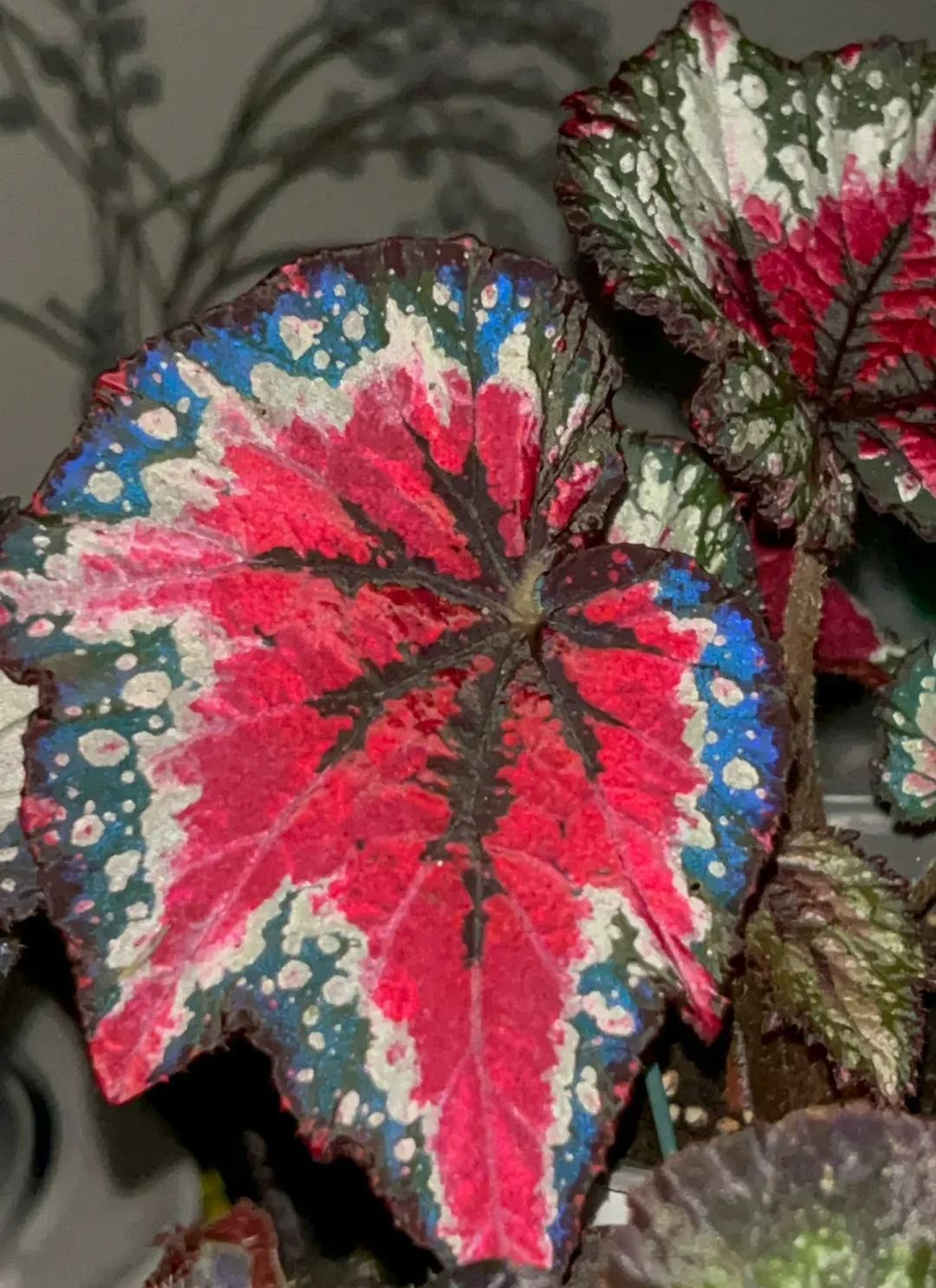 Saint Nick's Begonia Seeds