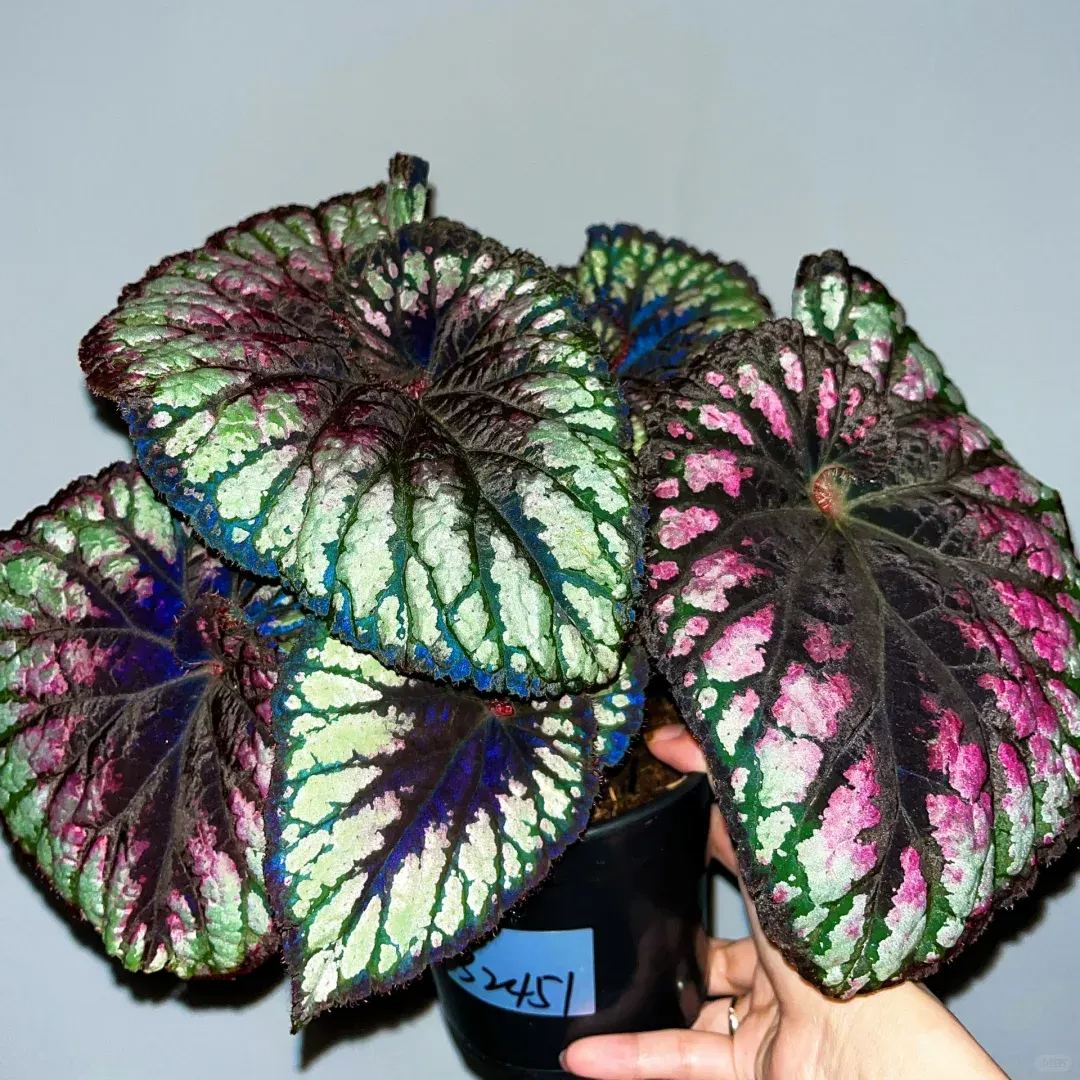 [Copy]Saint Nick's Begonia Seeds