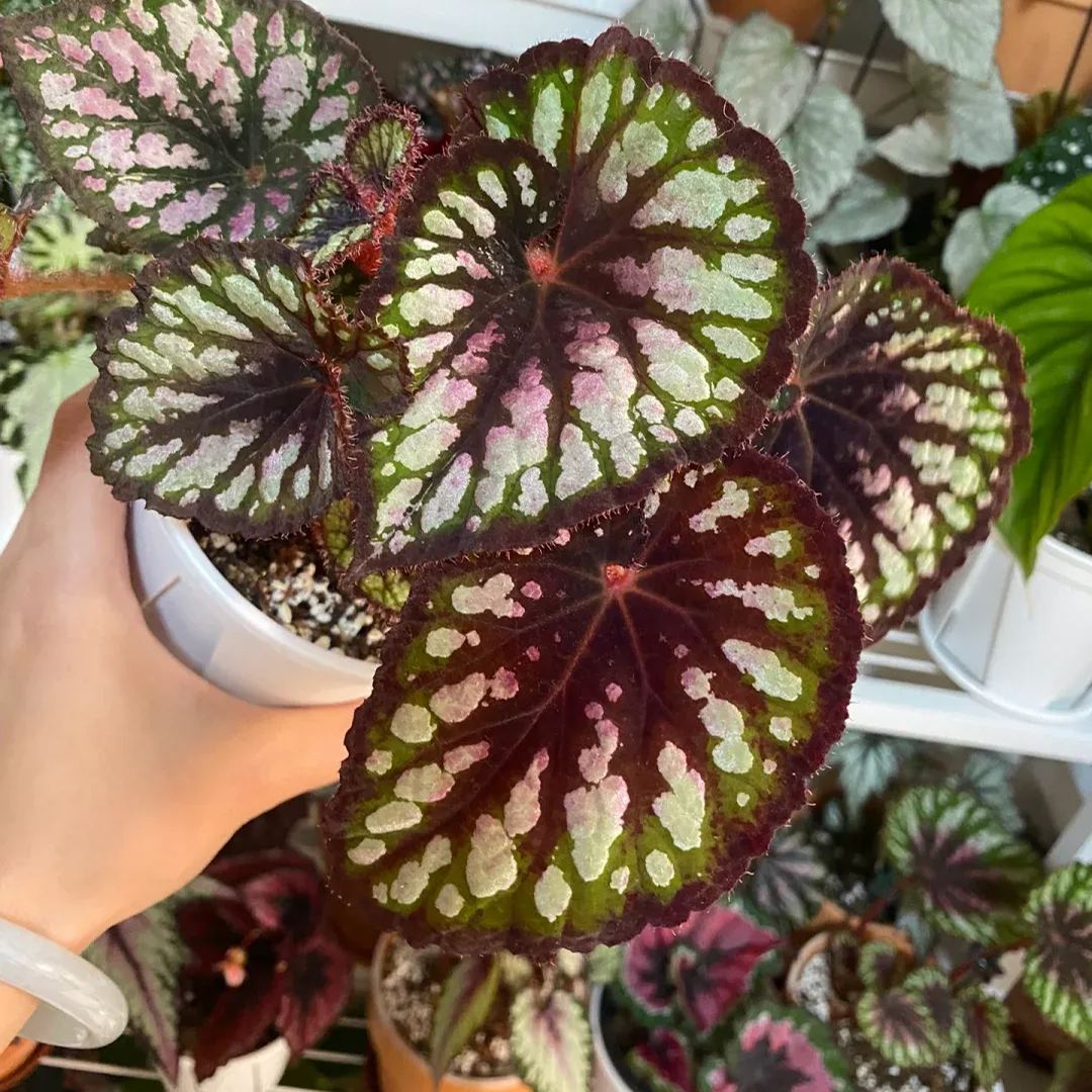 [Copy]Saint Nick's Begonia Seeds