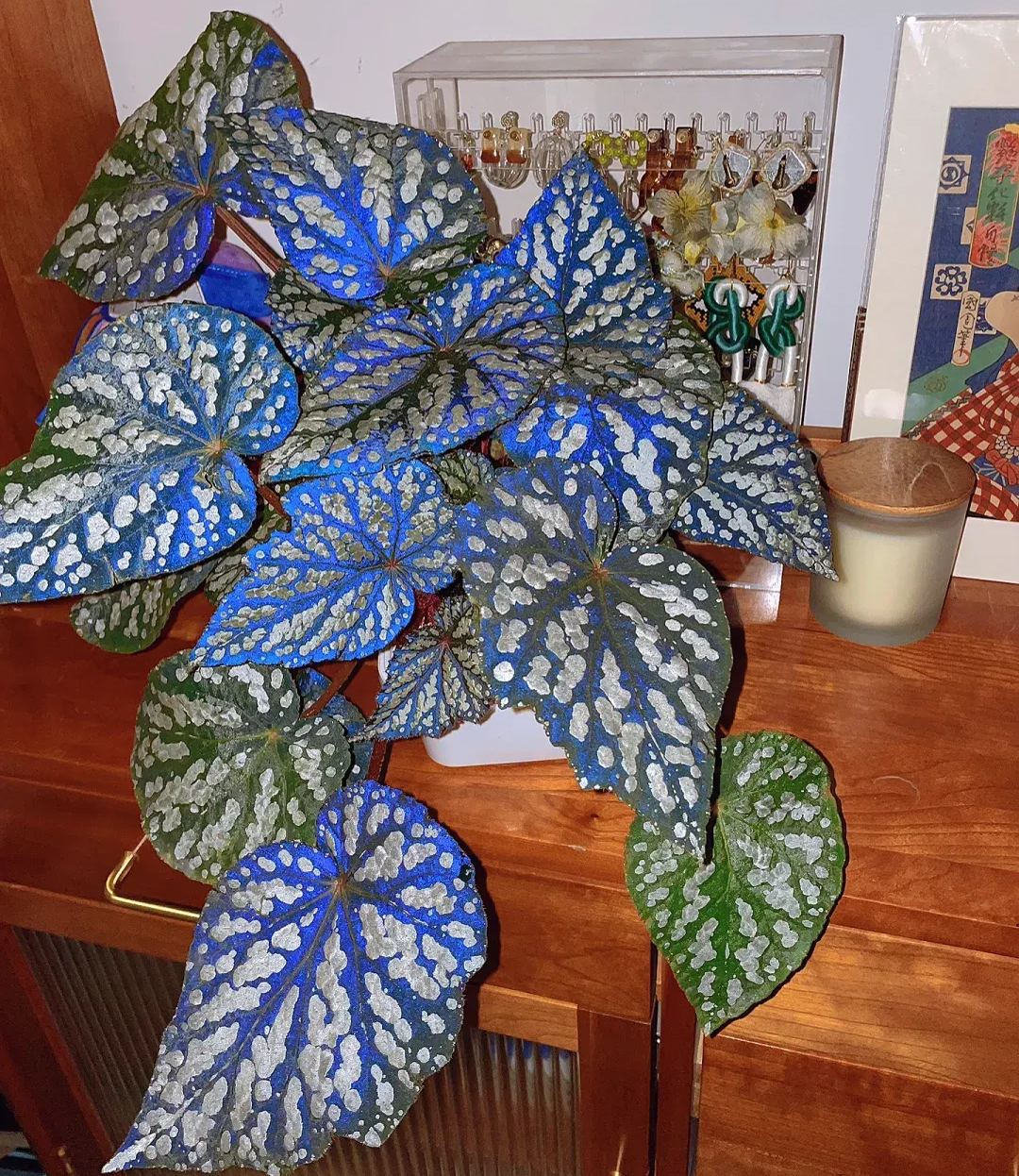 [Copy]Ferris Wheel Begonia Seeds