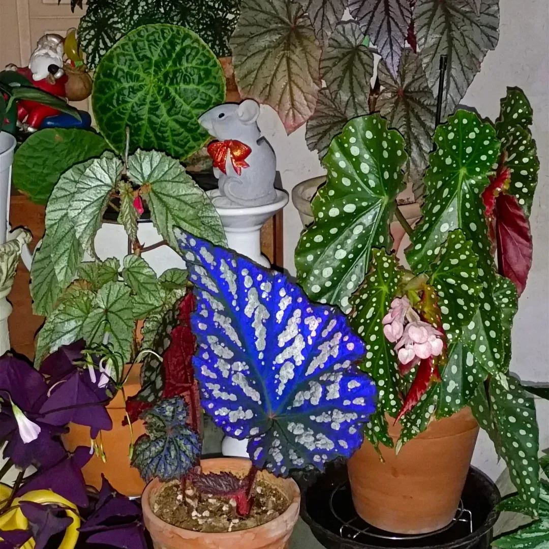 [Copy]Ferris Wheel Begonia Seeds