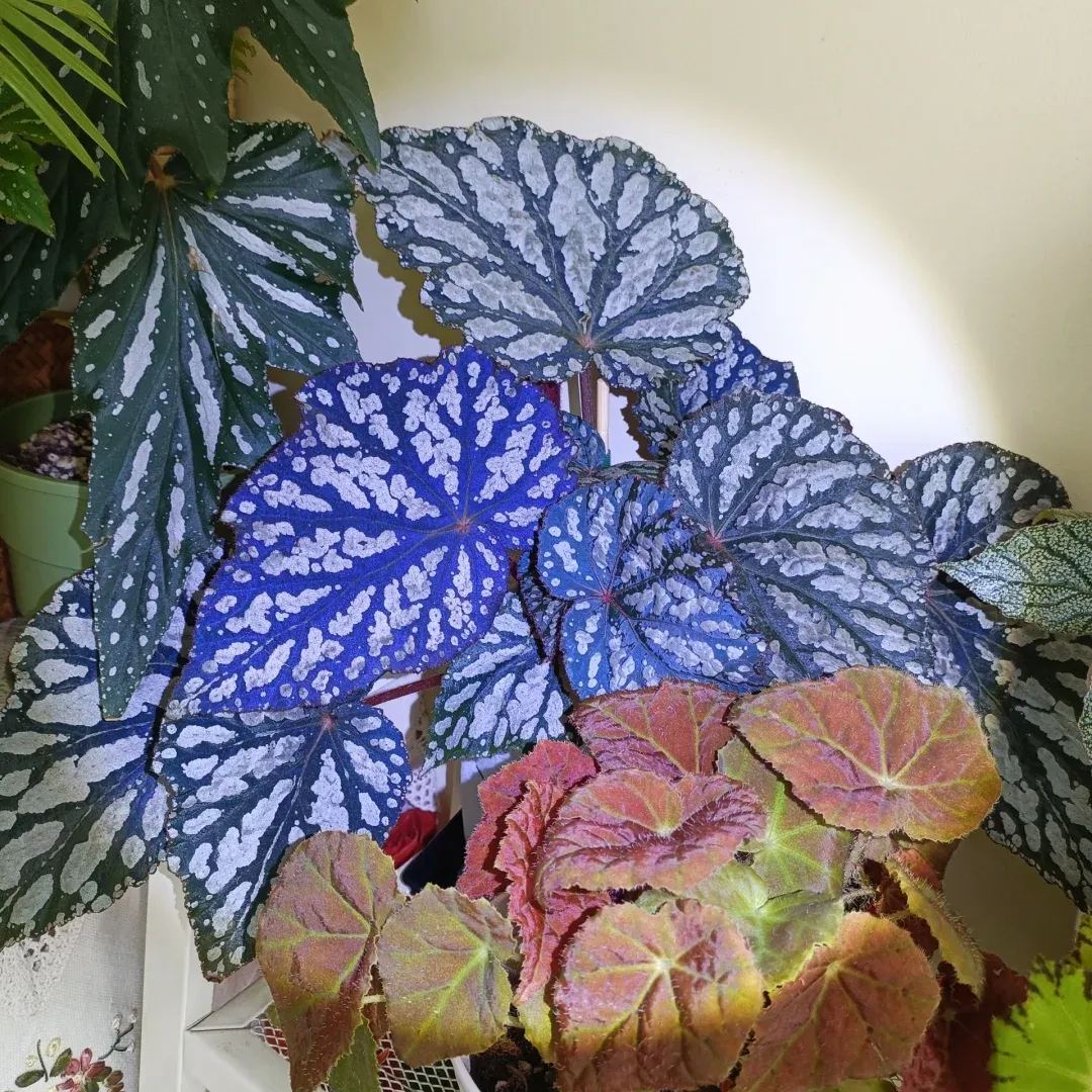 [Copy]Ferris Wheel Begonia Seeds